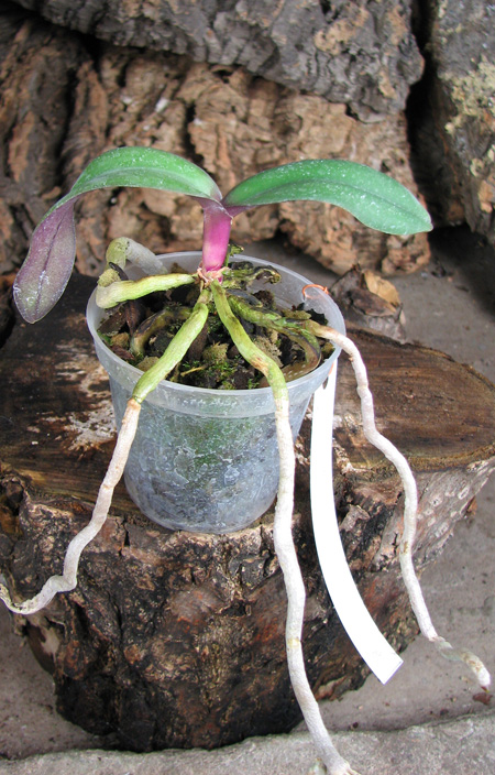 Renanthopsis Mildred Jameson 'Bonsall'.jpg