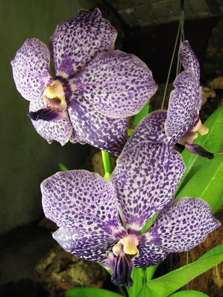 Vanda Sumon Spot x Vanda Srakaew.jpg