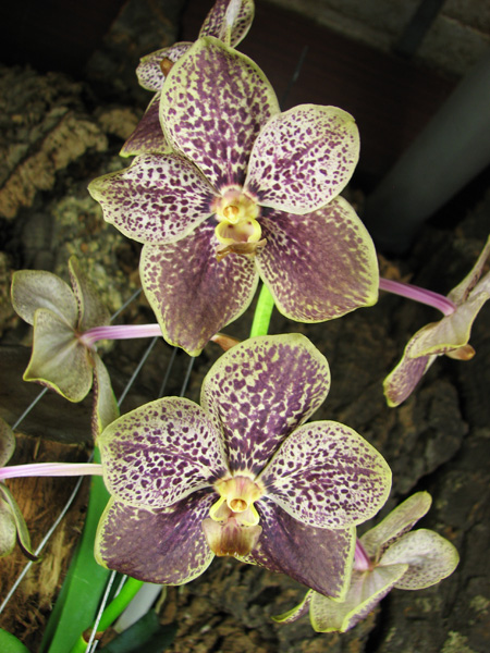 Vanda Vivan x Ascocenda Suksamran Gold.jpg