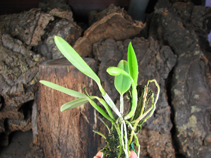 Laelia praestans.jpg