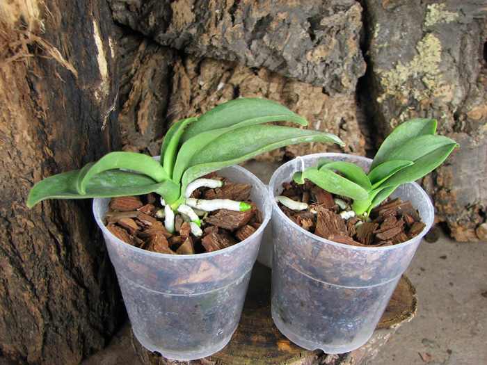Doritaenopsis Sogo Chabstic.jpg