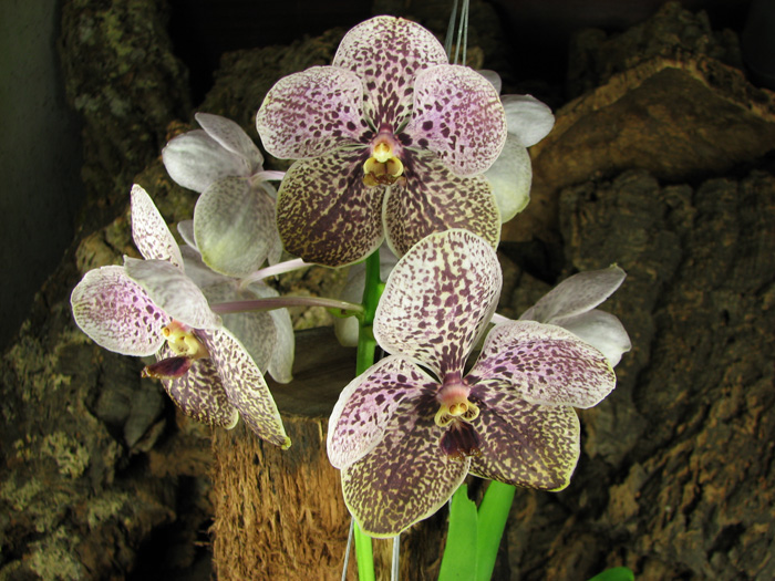 Vanda Kultana gold x Vanda Pat's Delight.jpg