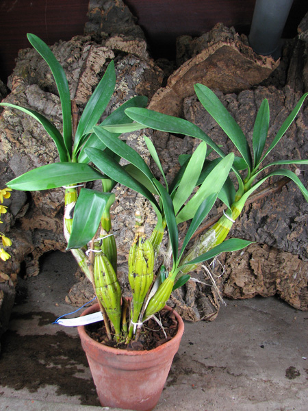 Dendrobium chrysotoxum.jpg