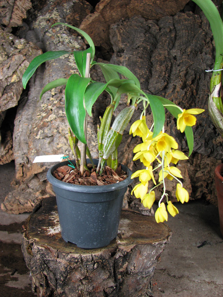 Dendrobium griffithianum.jpg