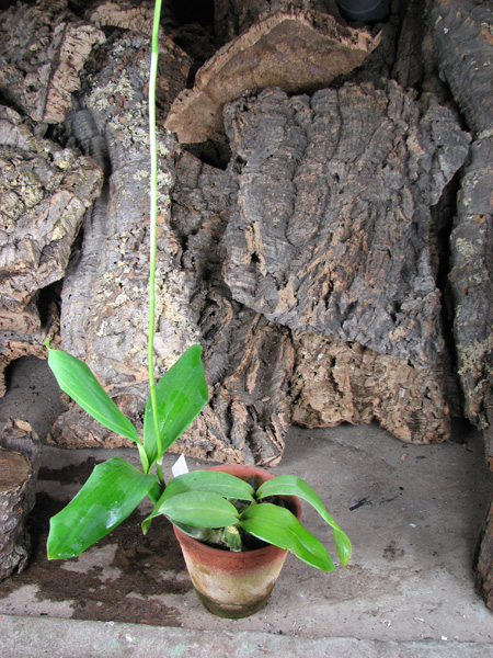 Oncidium sarcodes.jpg