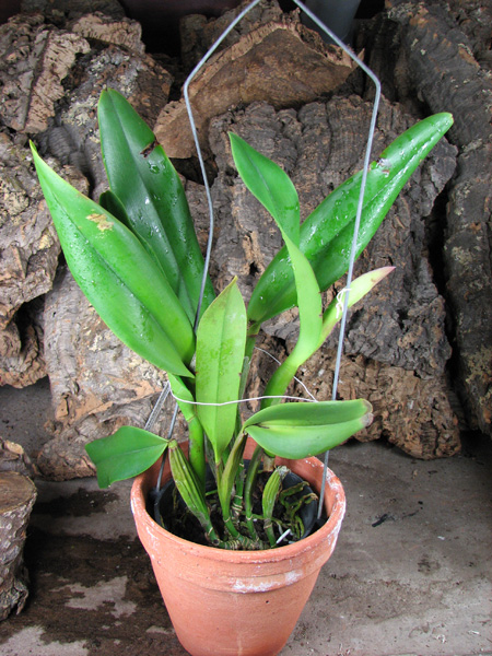 Brassolaeliocattleya King of Taiwan 'Ta-Hsin' (Bryce Canyon x Purple Ruby).jpg