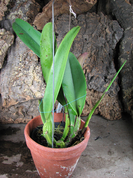 Brassolaeliocattleya Pamela Hetherington.JPG