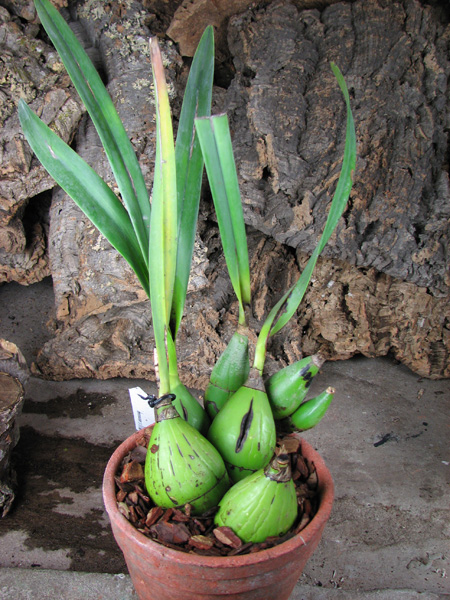 Encyclia adenocaula.jpg