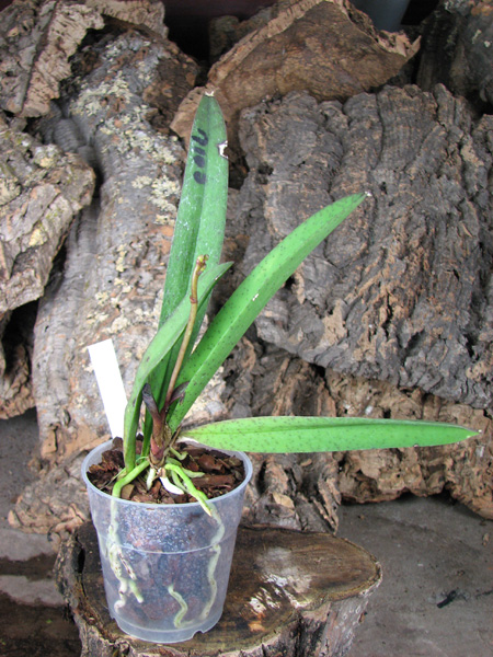 Psychocentrum Rio's Mariposita 'ORCHIS'.jpg