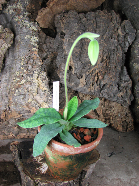 Paphiopedilum Memoria Larry Heuer (malipoense x emersonii).jpg