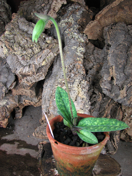 Paphiopedilum Maelstrom (Armeniwhite X jackii).jpg
