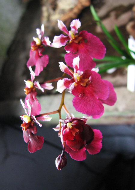 Oncidium (Tolumnia) hybrids.jpg
