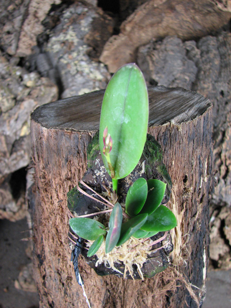 Meiracyllum trinasutum.jpg