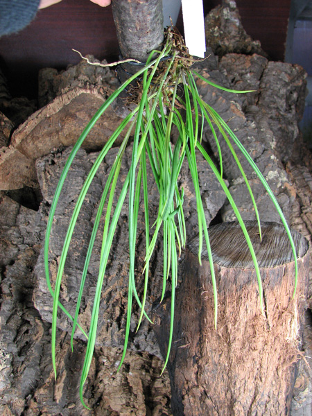 Brassavola cucullata.jpg