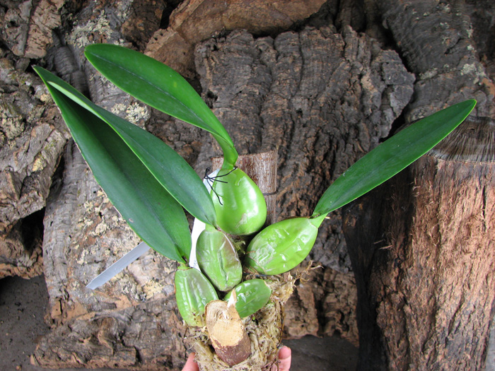 Laelia rubescens.jpg