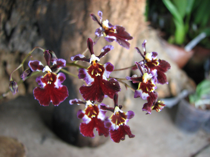 Oncidium (Tolumnia) hybrids.jpg