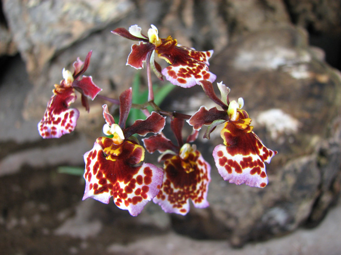 Oncidium (Tolumnia) hybrids.jpg