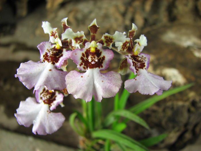 Oncidium (Tolumnia) hybrids.jpg