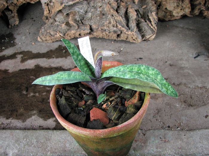 Paphiopedilum armeniacum '#17' x Paphiopedilum vietnamense 'In-Charm'.jpg