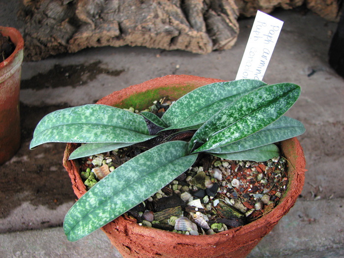 Paphiopedilum armeniacum x Paphiopedilum concolor 'Daya'.jpg