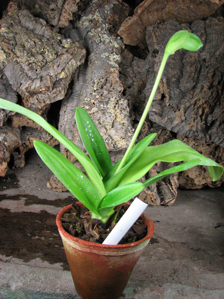 Paphiopedilum Hung Sheng Green (Vintage Harvest x Lambert Day).jpg