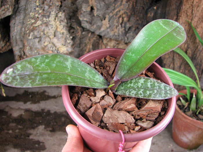 Phalaenopsis stuartiana (green x yellow).jpg
