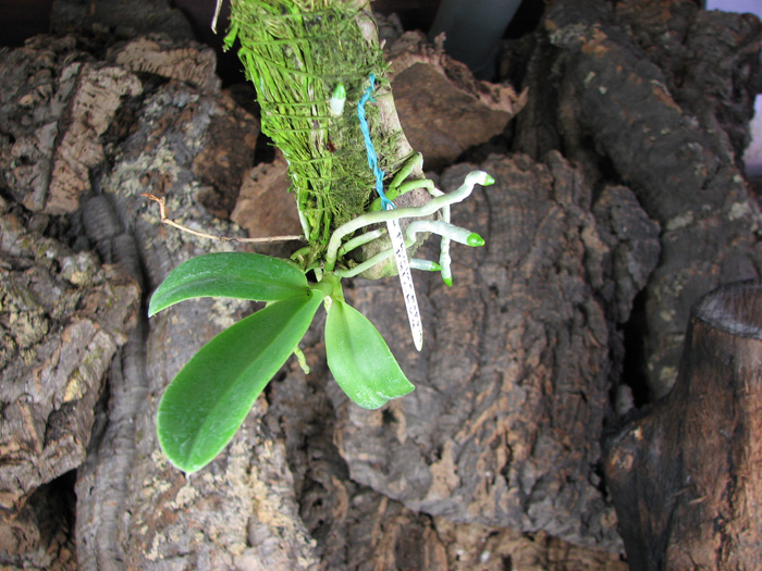 Phalaenopsis pulchra.jpg