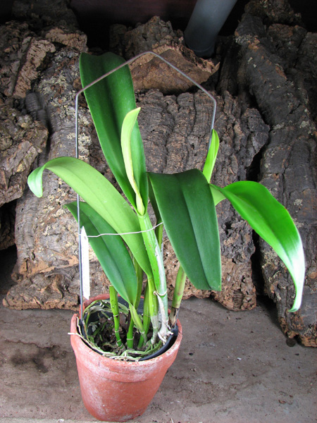 Brassolaeliocattleya Young Kong 'Sun No16'.jpg
