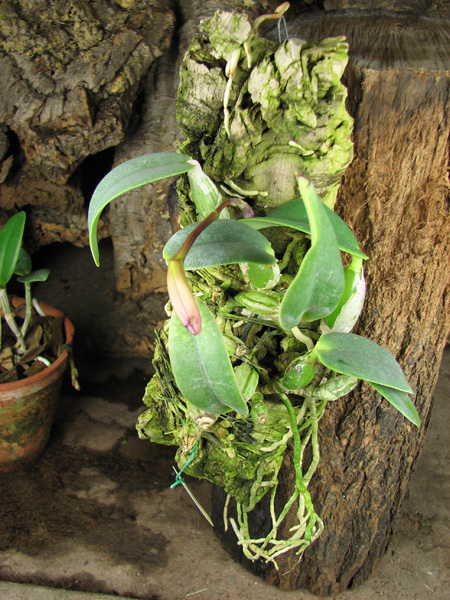 Cattleya walkeriana.jpg