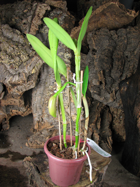 Brassavola glauca x Cattleya intermedia.jpg