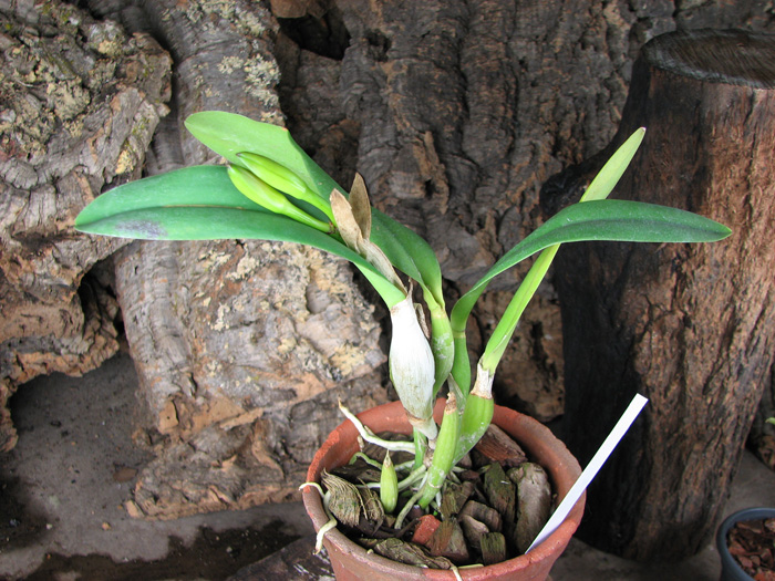 Laeliocattleya Fame 'N Glory 'Archetype'.jpg