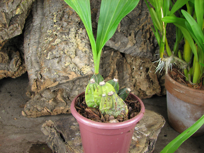 Lycaste deppei.jpg