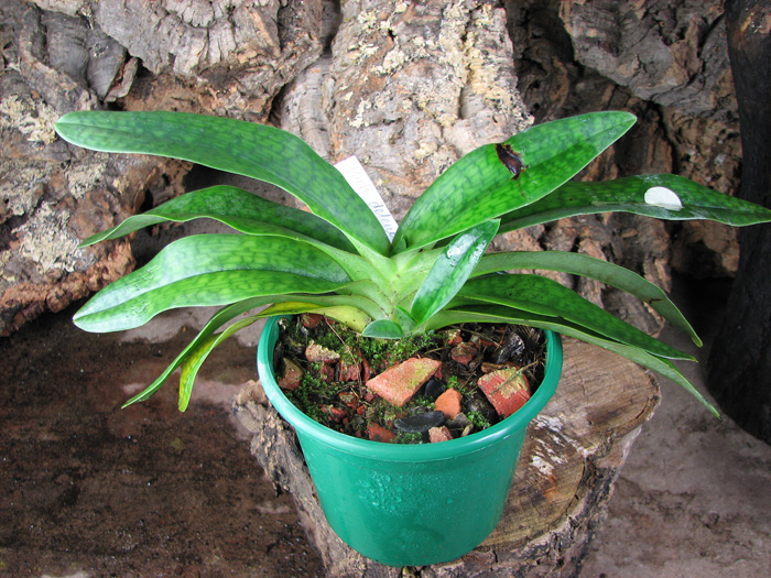 Paphiopedilum delenatii x hangianum.jpg