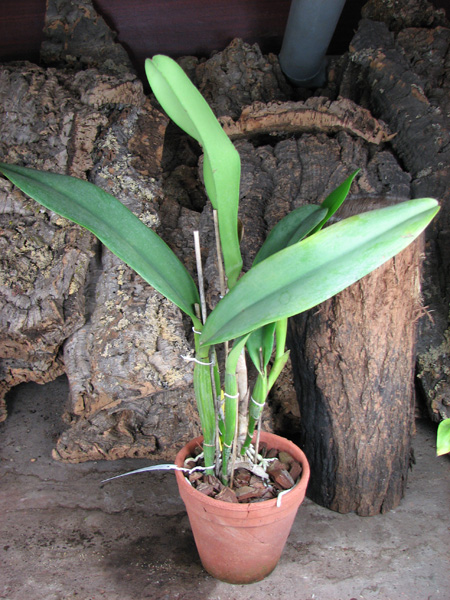 Brassolaeliocattleya Taiwan Queen 'Golden Monkey'.jpg