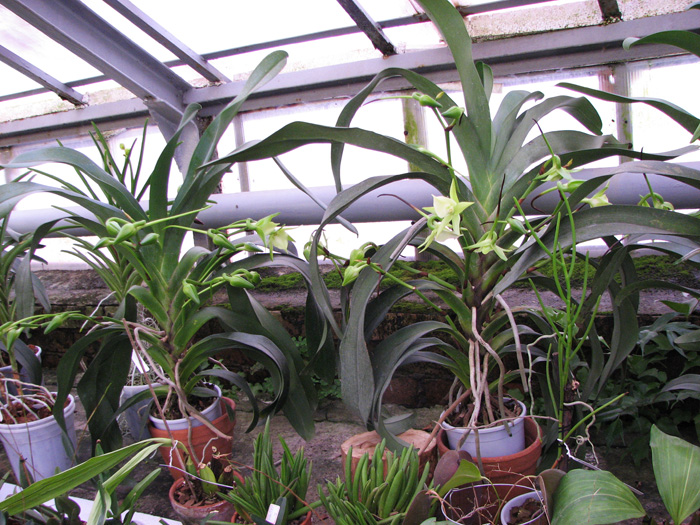 Angraecum Veitchii.jpg