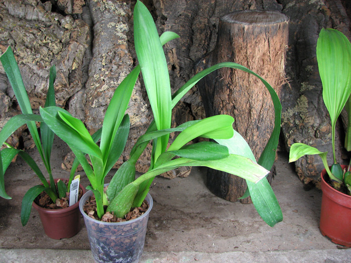 Beallara Tropic Tom 'Pale Face'.jpg
