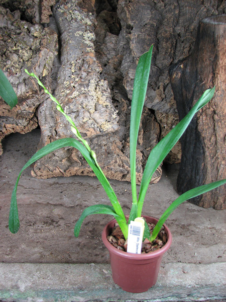 Wilsonara Opalescent 'On The Edge'.jpg