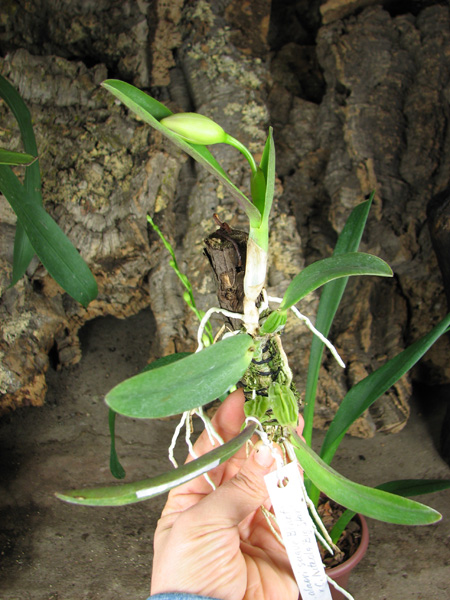 Laelia alaori suave 'Binot' x Cattleya luteola 'Big Star'.jpg