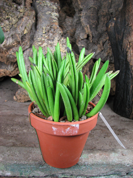 Pleurothallis teres (clump).jpg