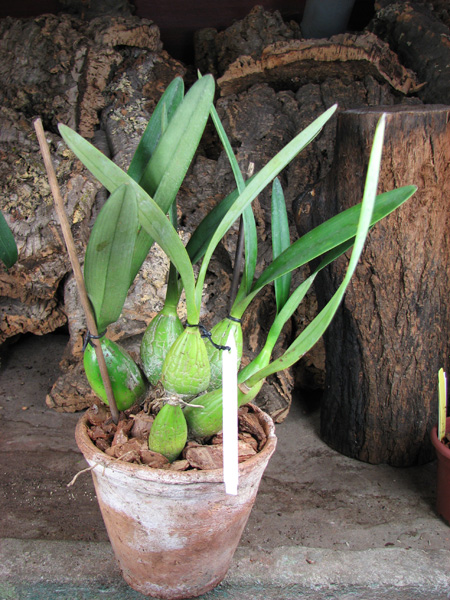 Encyclia hanburyi.jpg