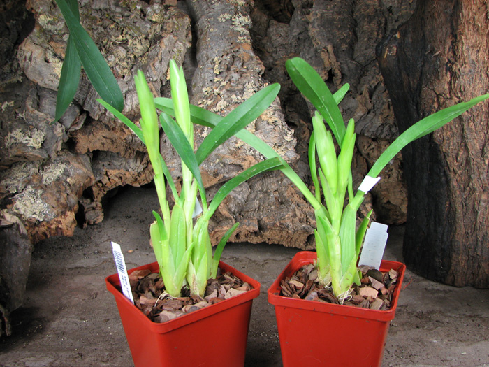 Miltonia spectabilis alba 'Biriricas' x SELF.jpg