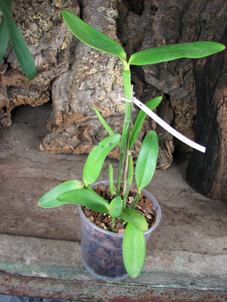 Cattleya intermedia aquini alba 'Neve' x Cattleya intermedia aquini alba 'Sublime'.jpg