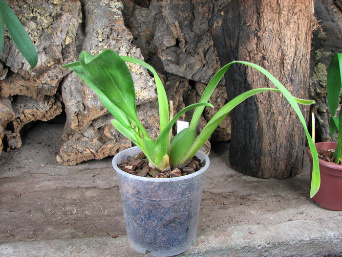 Vuylstekeara Yokara 'Perfection' x Oncidium leucochillum.jpg