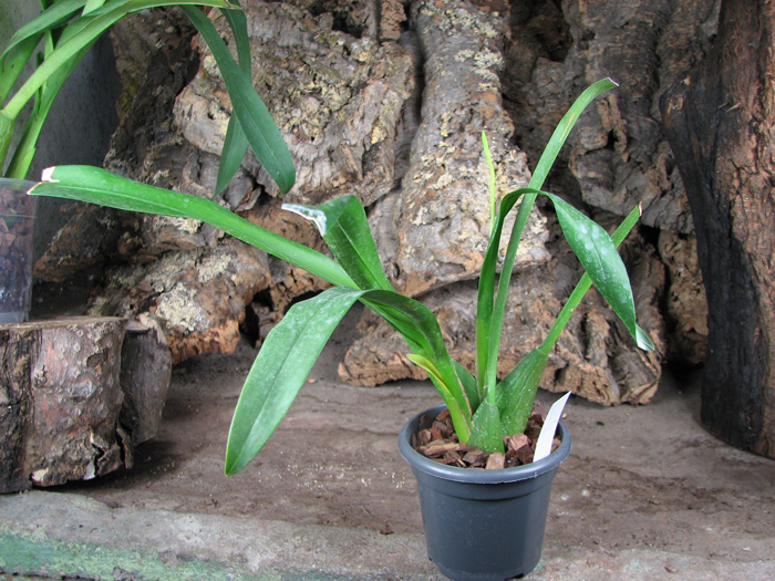 Sanderara Black Star 'Pacific Red Star'.jpg