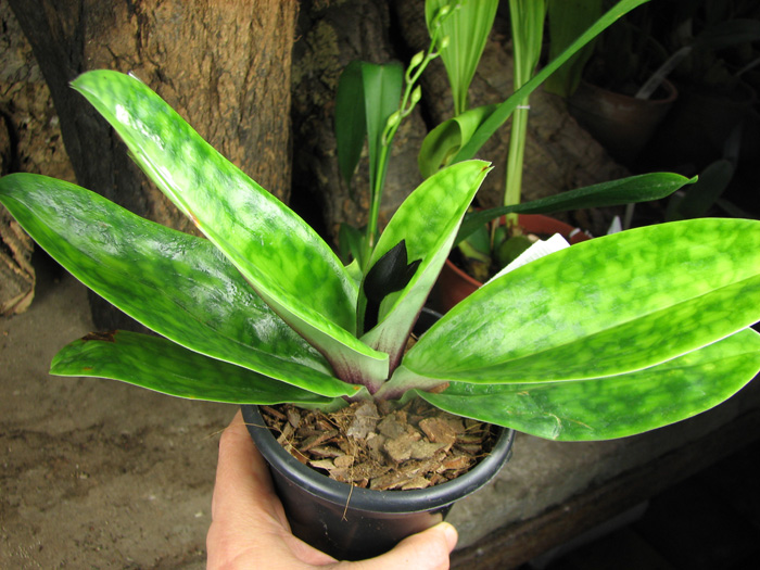 Paphiopedilum Shin-Yi Heart x Hung Sheng Star.jpg