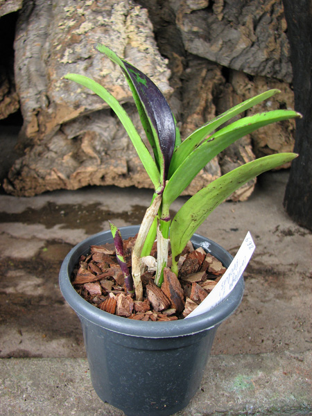 Cattleya Jungle Eyes 'ORCHIS'.jpg