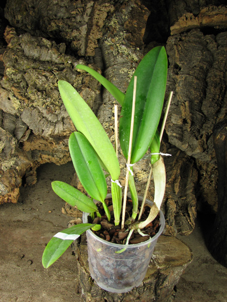 Cattleya labiata alba 'Ótima' XXX x Cattleya labiata roxo bispo 'Urbano'.JPG