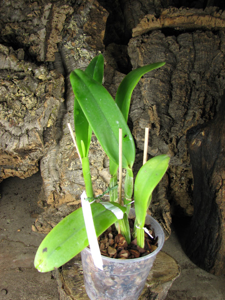 Cattleya quadricolor amesiana 'Patricia' x SELF.jpg