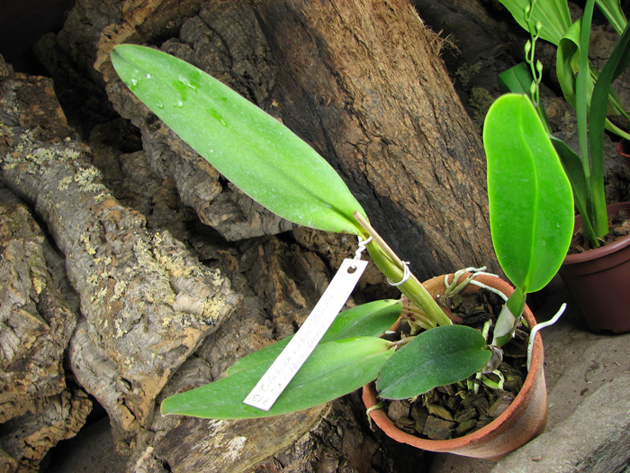 Cattleya labiata rubra 'Schuller' x Cattleya labiata rubra 'Deize'.jpg
