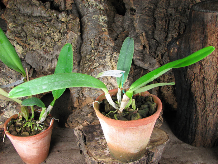 Cattleya labiata alba 'Jassira' (Z-86) x Cattleya labiata alba 'Pernambuco' (BH-200).jpg